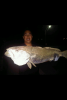 Perth Mulloway